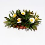 Planta de margaritas