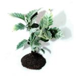 Planta de alcachofas