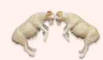 Pareja de Carneros peleando 25cms