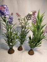 Planta lavanda blanca