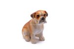 Bulldog Resina