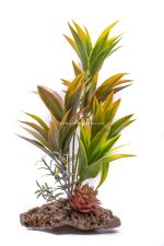 Arbusto con suculenta