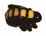 Abeja 1,5cm